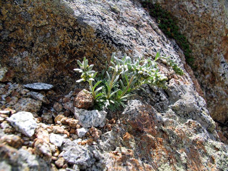 Artemisia genipi Weber / Genipì maschio